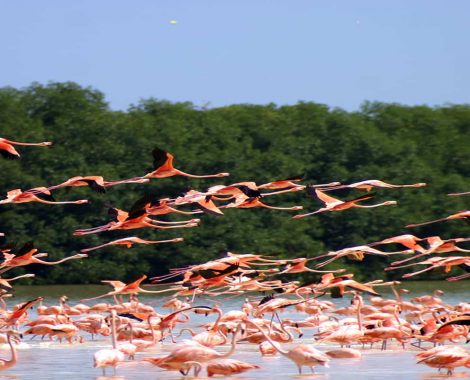 Flamingos in Celestun Flying