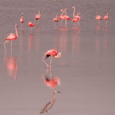 pink lagoon merida 5